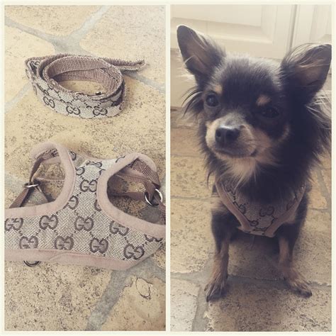 gucci tuigje chihuahua